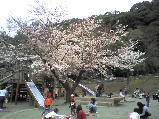 桜1